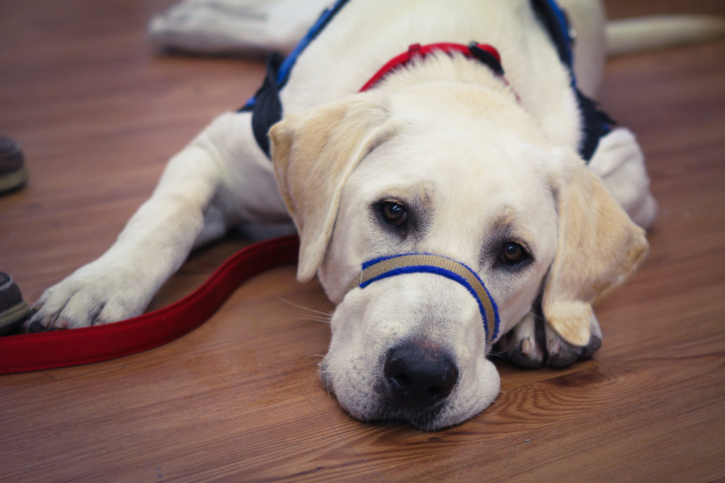 Patriot PAWS